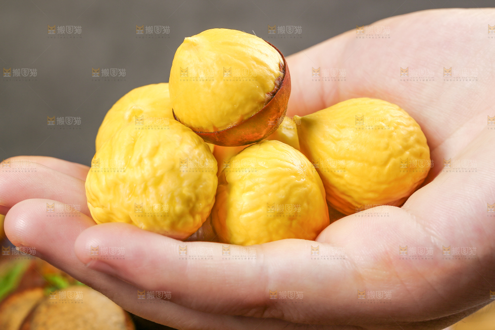 手拿着锥栗仁
