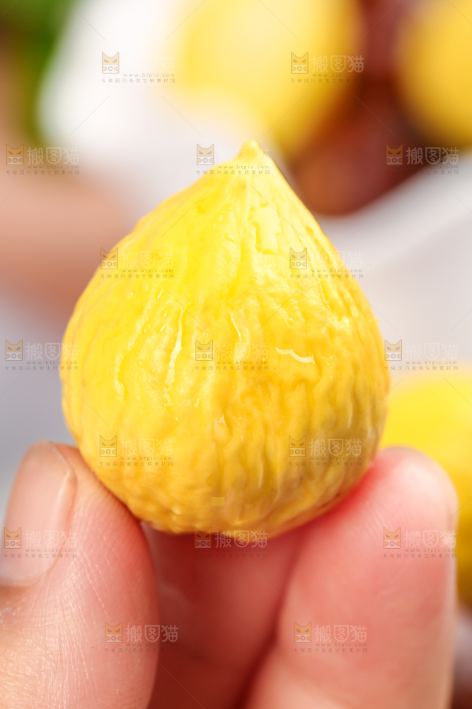 手拿着锥栗