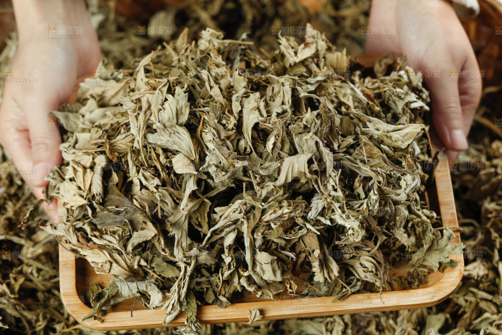 手里捧着艾草叶