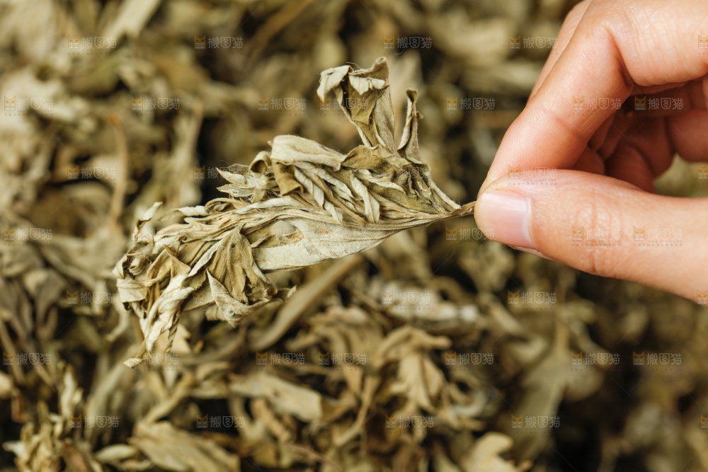 手里捧着艾草叶