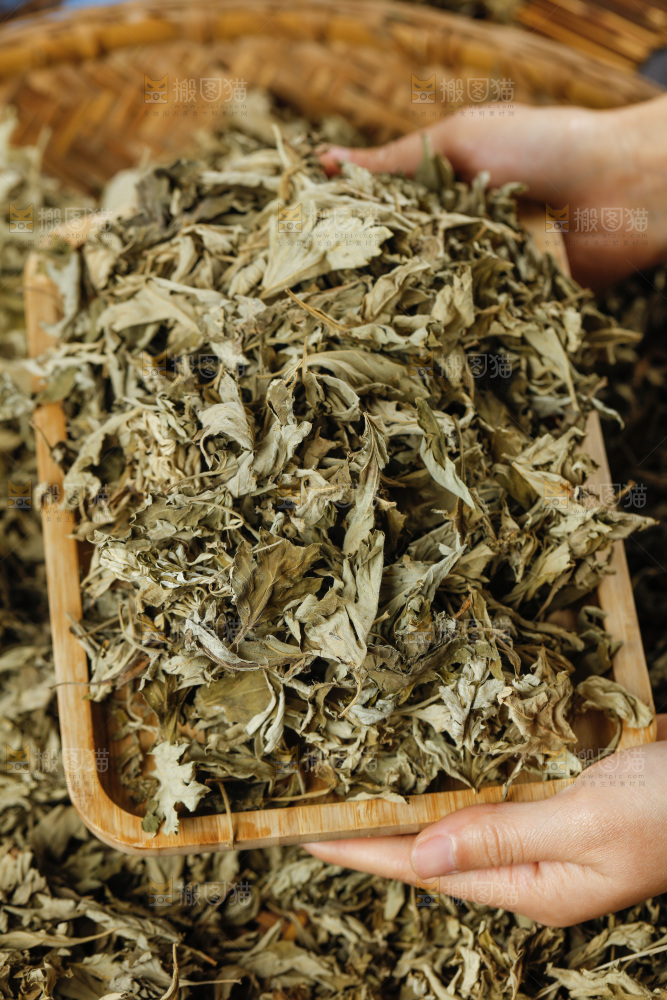 手里捧着艾草叶