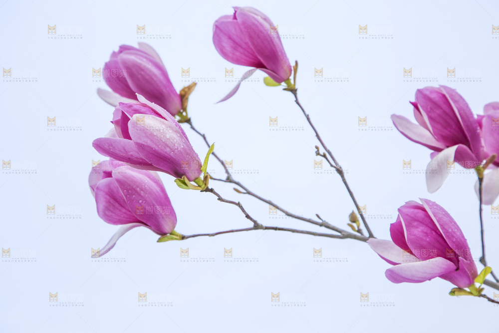 户外的玉兰花