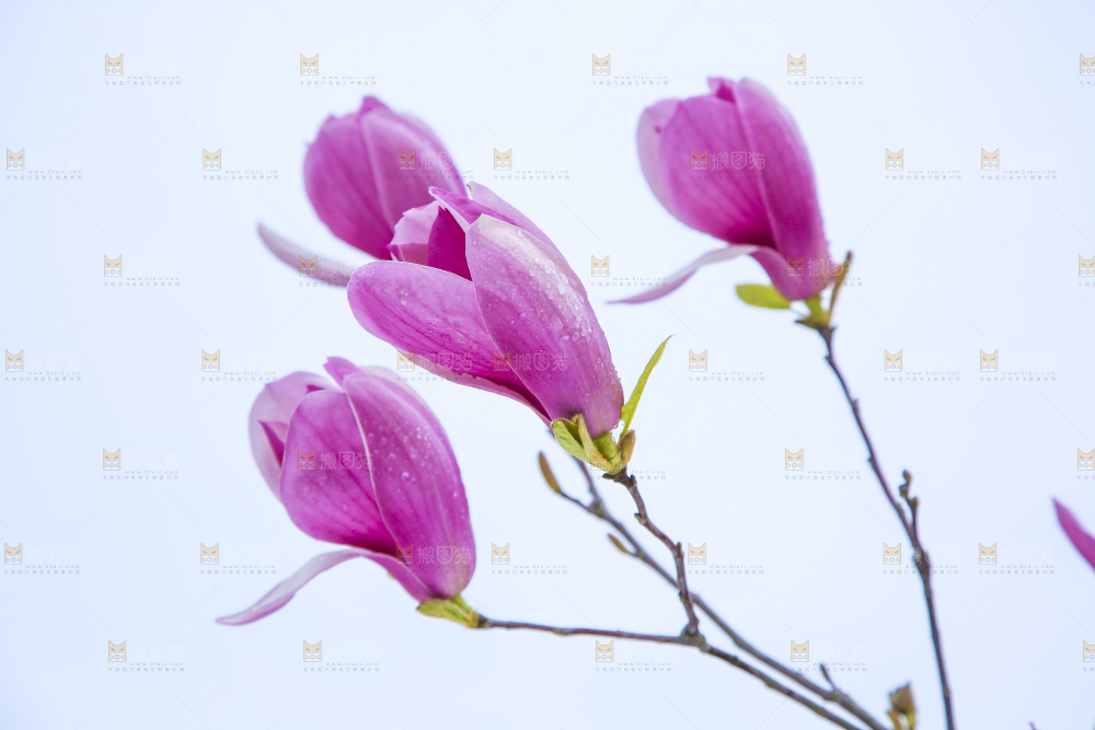 户外的玉兰花