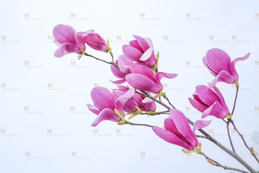 户外的玉兰花