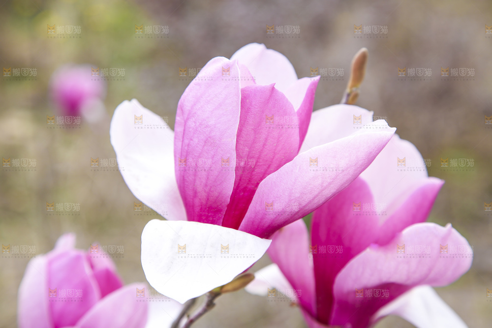 户外的玉兰花
