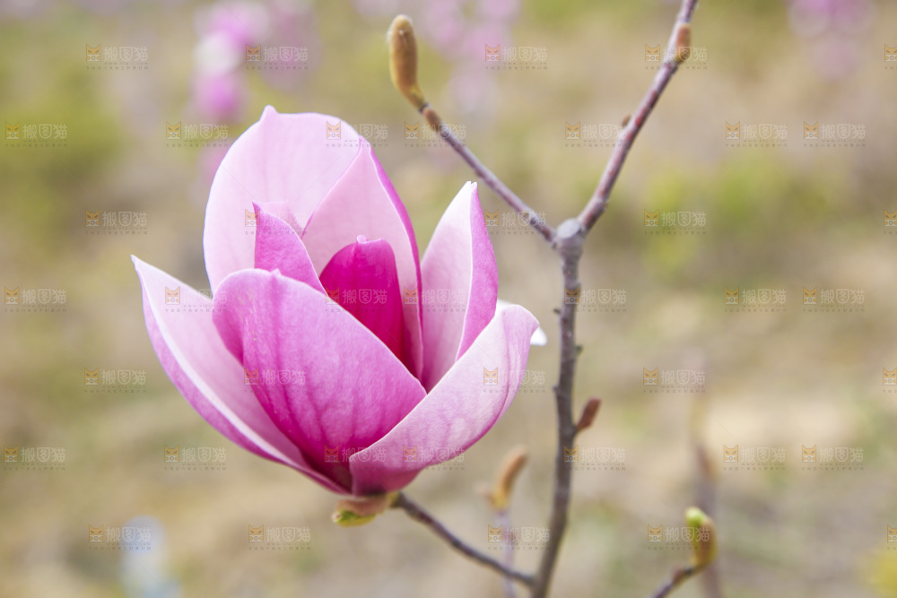 户外的玉兰花