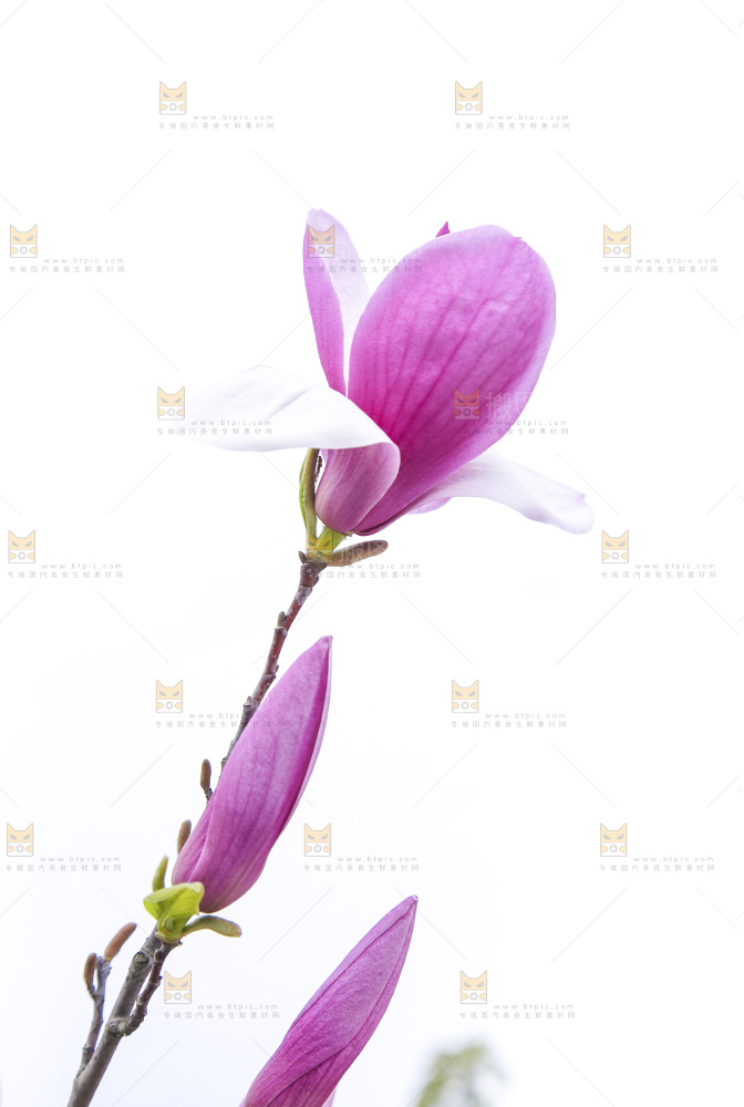户外的玉兰花