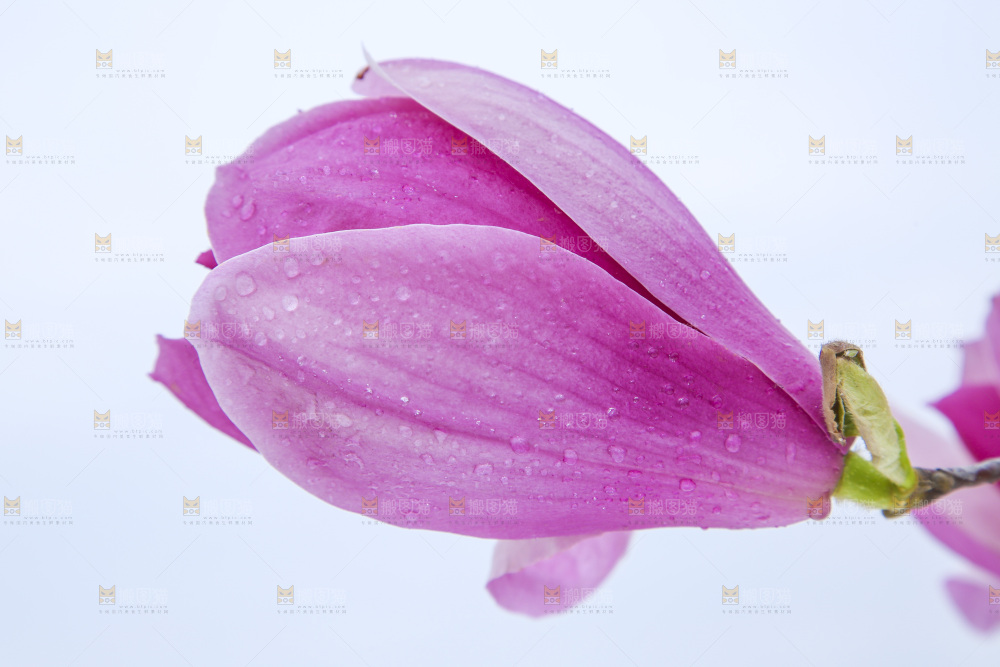 户外的玉兰花