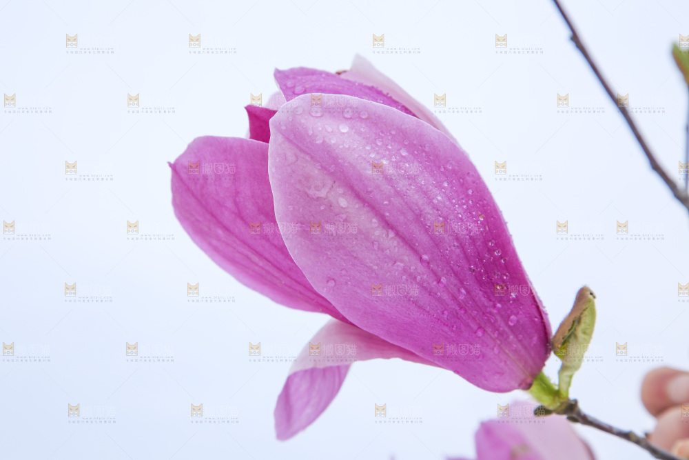户外的玉兰花