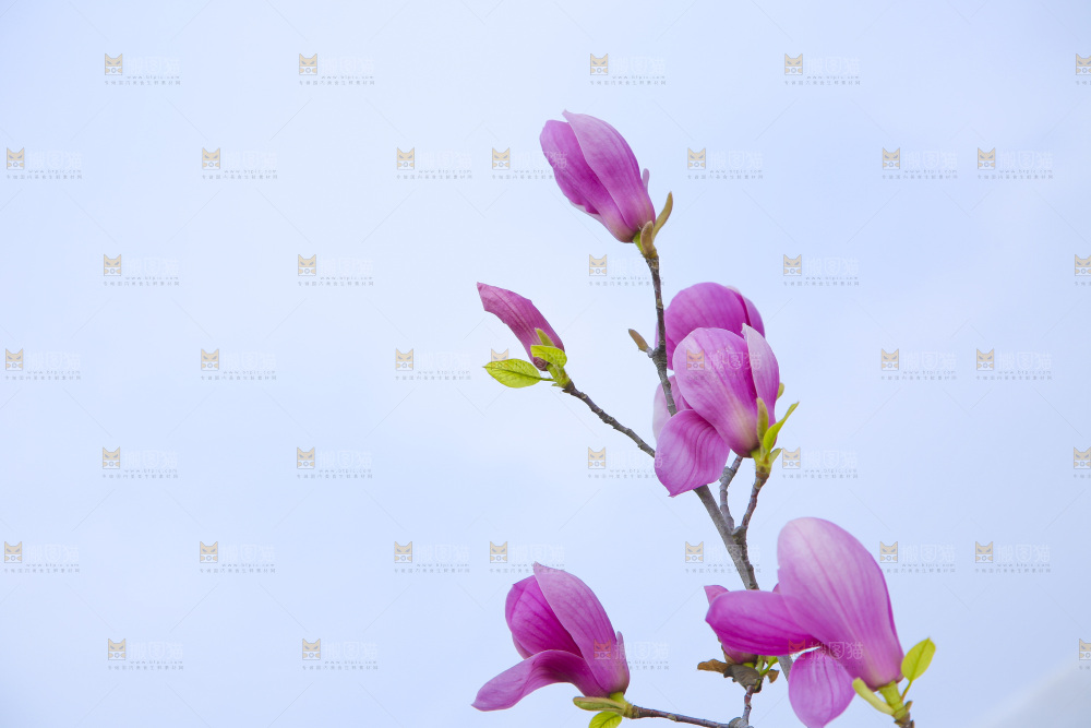户外的玉兰花