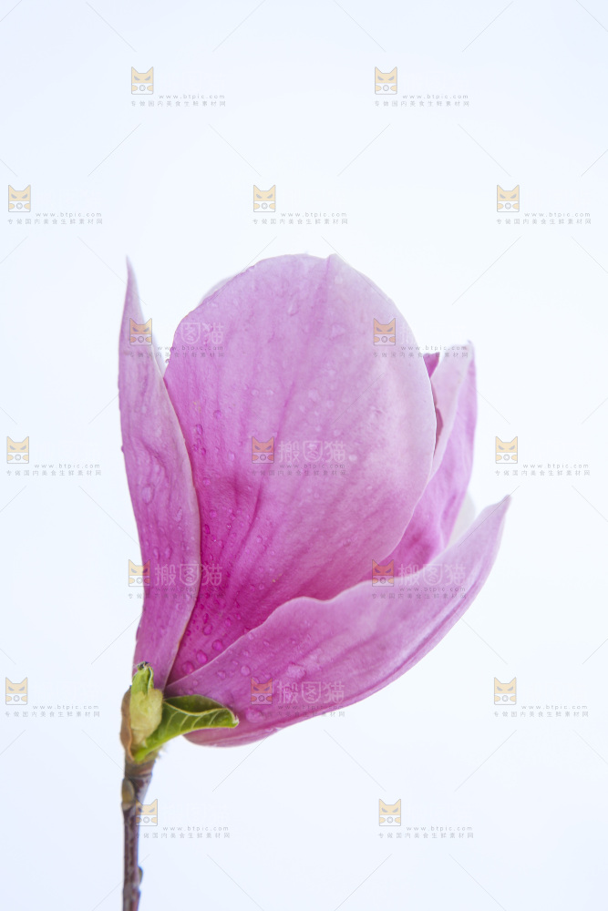 户外的玉兰花