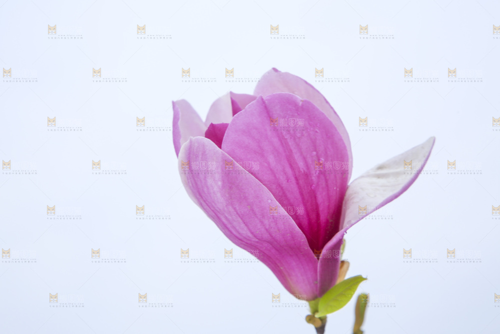 户外的玉兰花