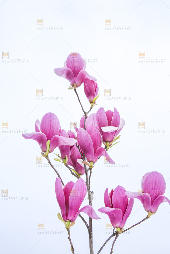 户外的玉兰花