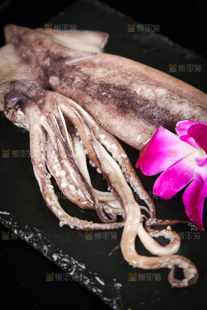 黑底上的鱿鱼