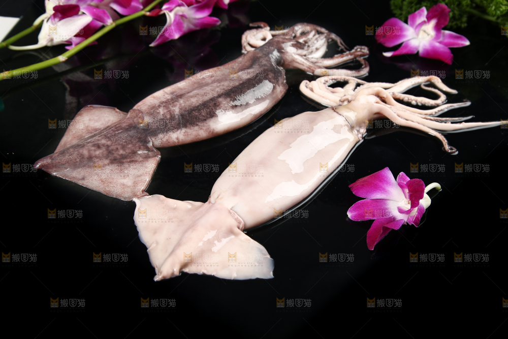 黑底上的鱿鱼