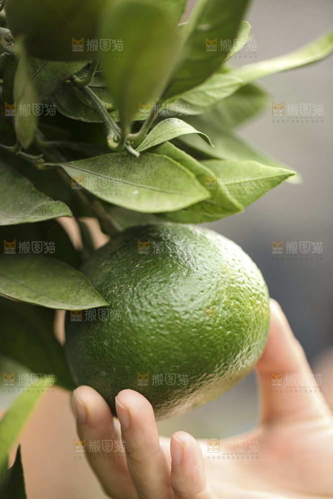 户外的青橘