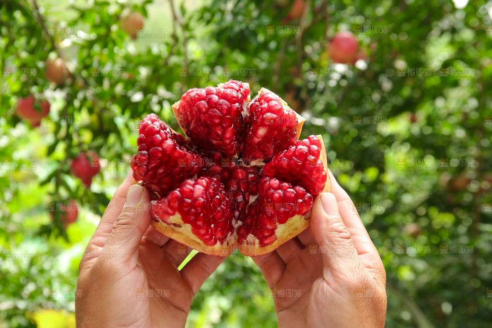 石榴产地