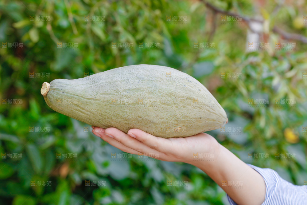 手里拿着贵族南瓜