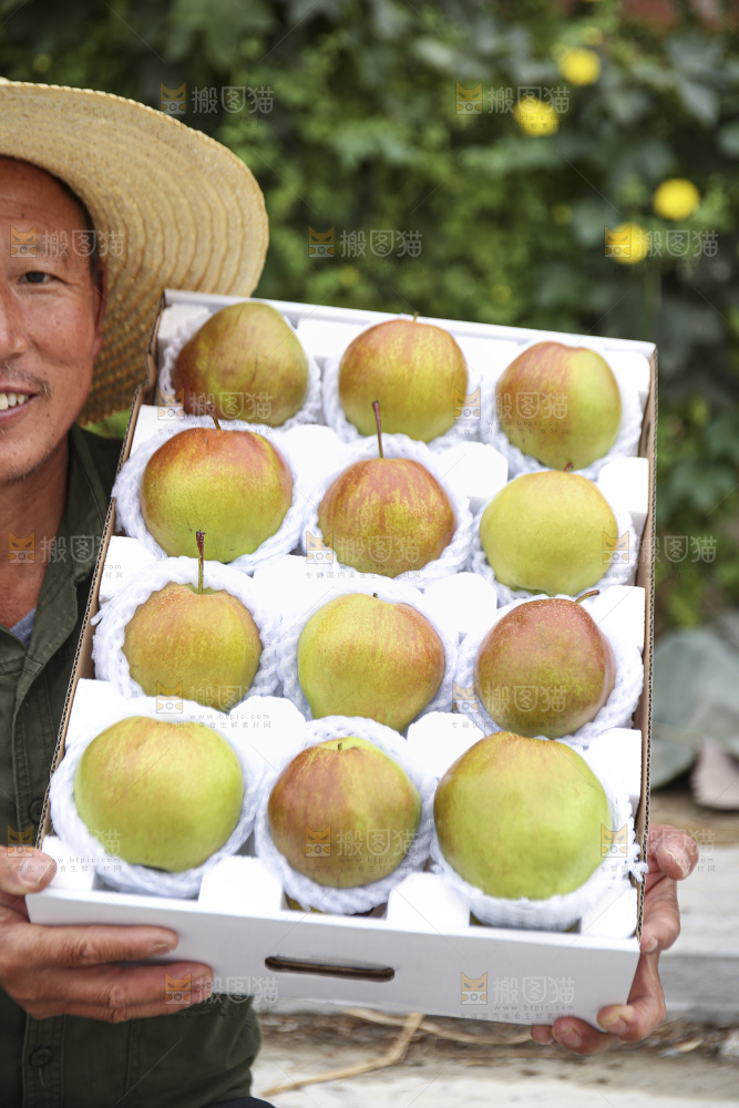 手里拿着玉露香梨