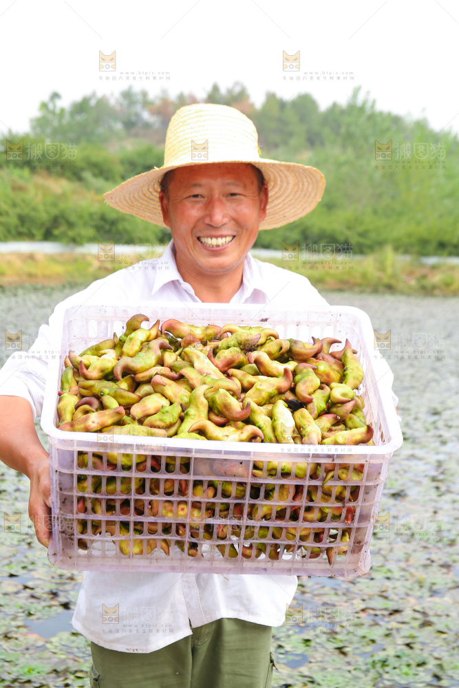 新鲜洪湖菱角采摘