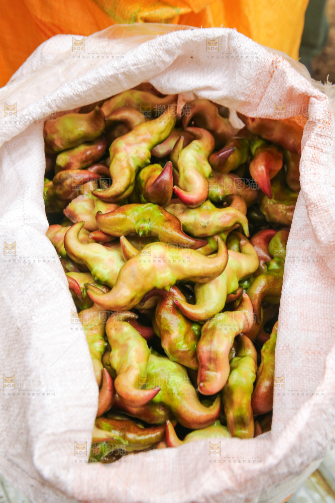 新鲜洪湖菱角采摘