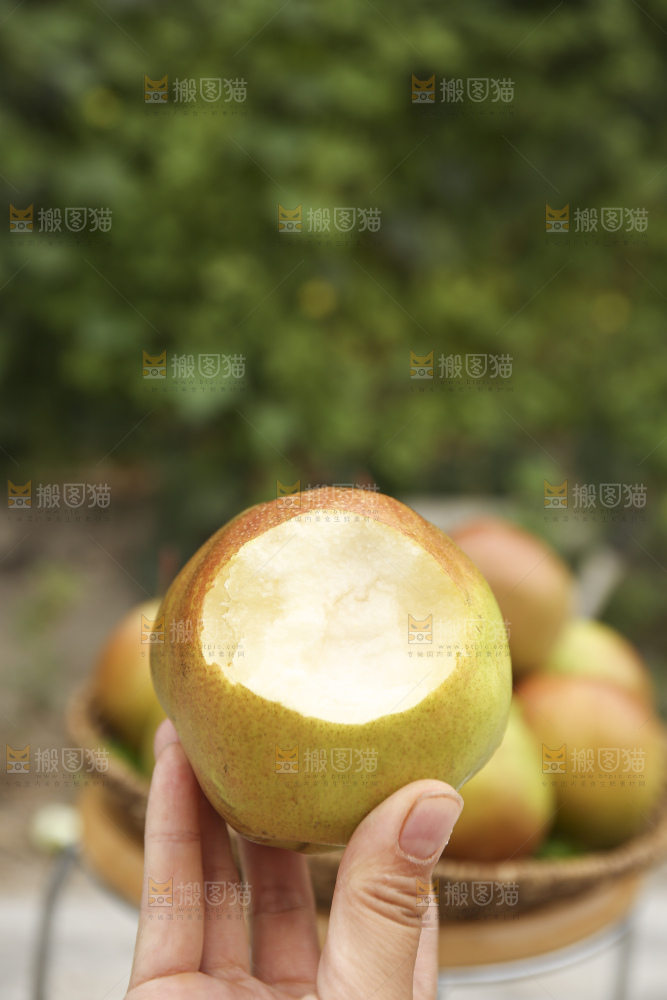 手里拿着玉露香梨