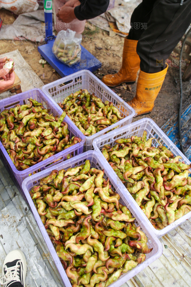 新鲜洪湖菱角采摘