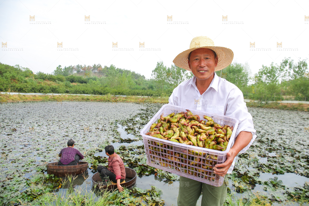 新鲜洪湖菱角采摘