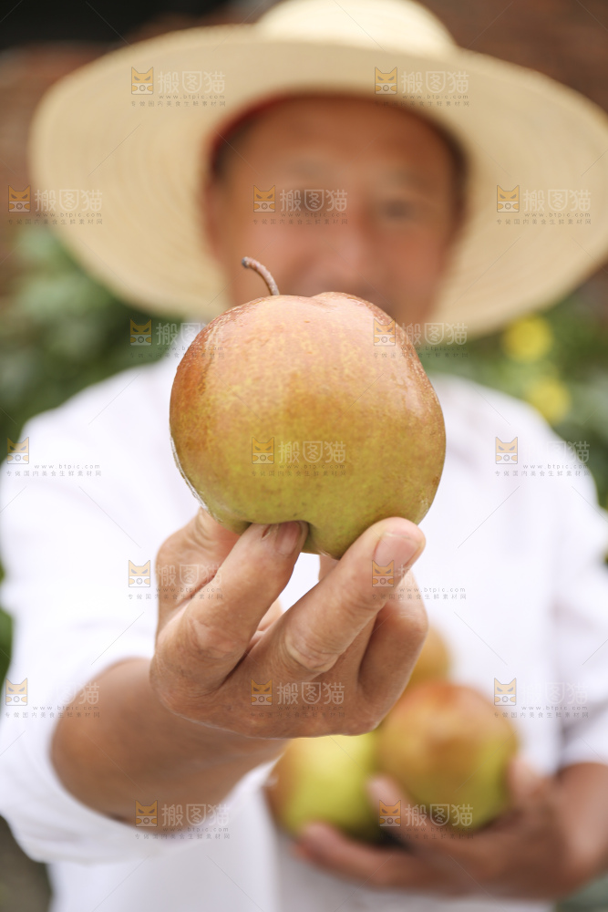 手里拿着玉露香梨