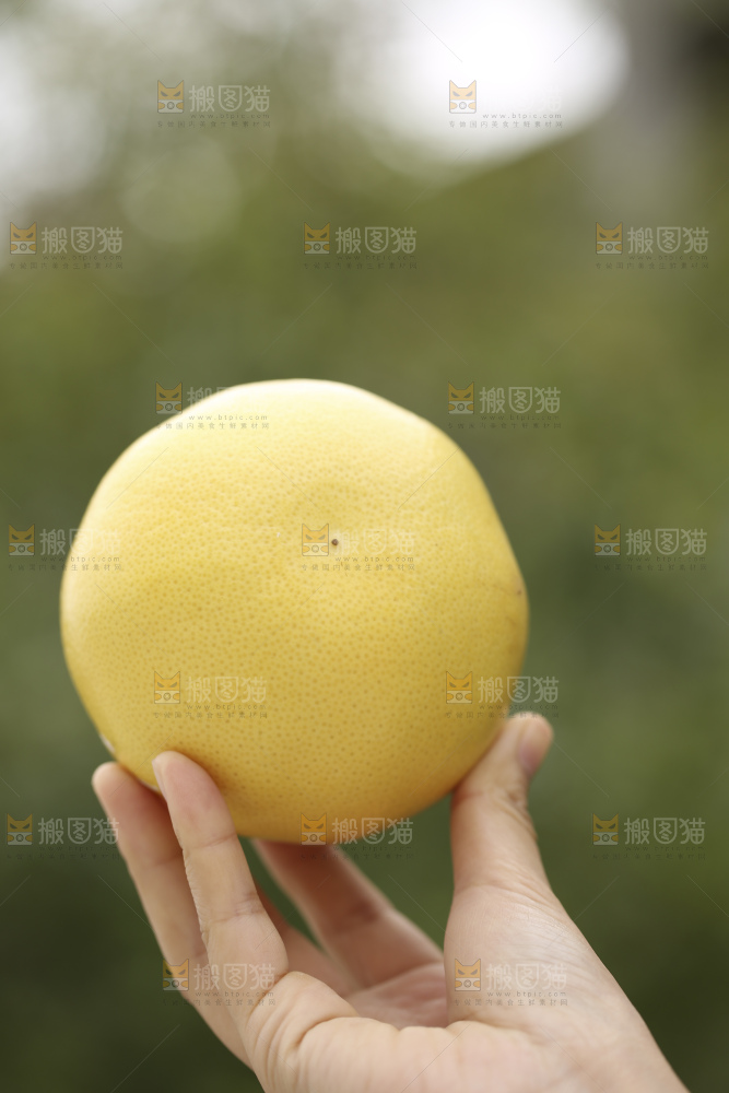 手里拿着黄金葡萄柚