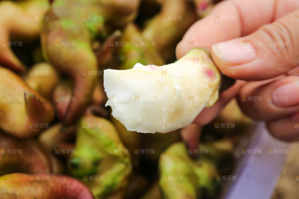 新鲜洪湖菱角采摘