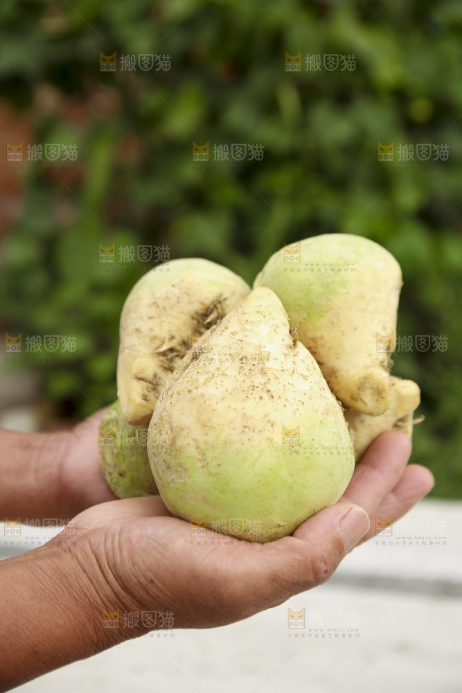 手里拿着大头芥菜