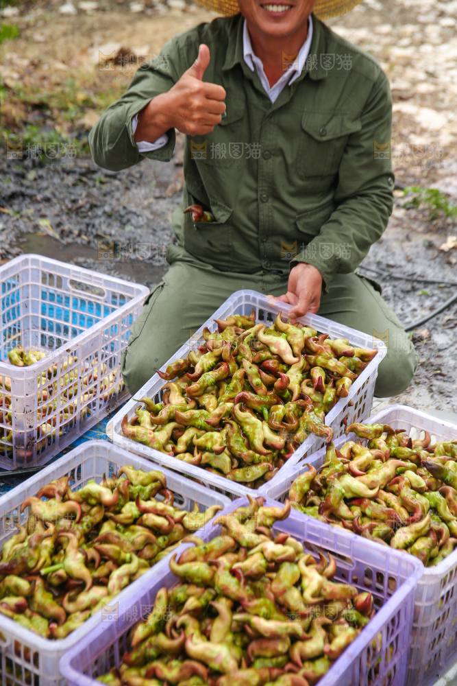 新鲜洪湖菱角采摘