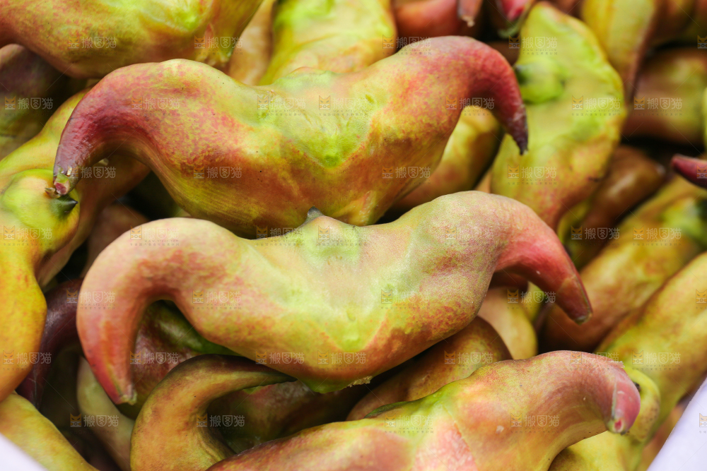 新鲜洪湖菱角采摘