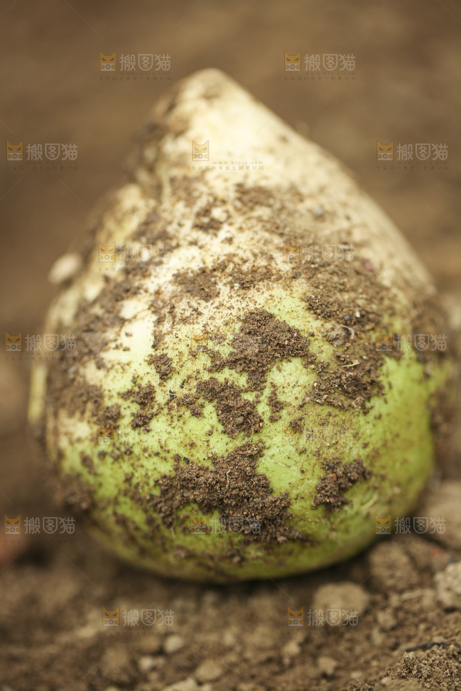 地里的芥菜头