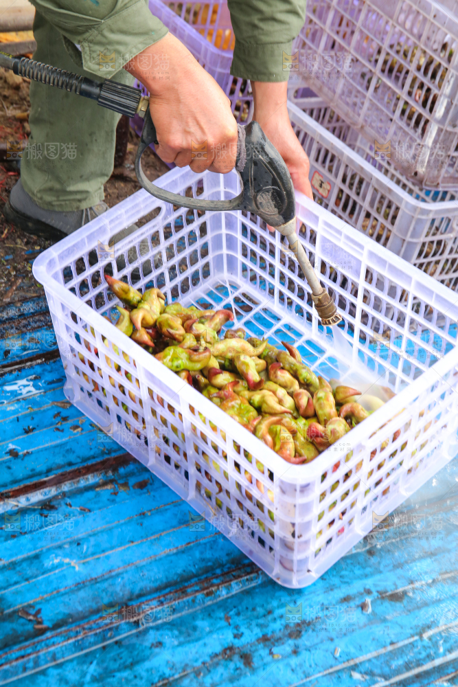 新鲜洪湖菱角采摘