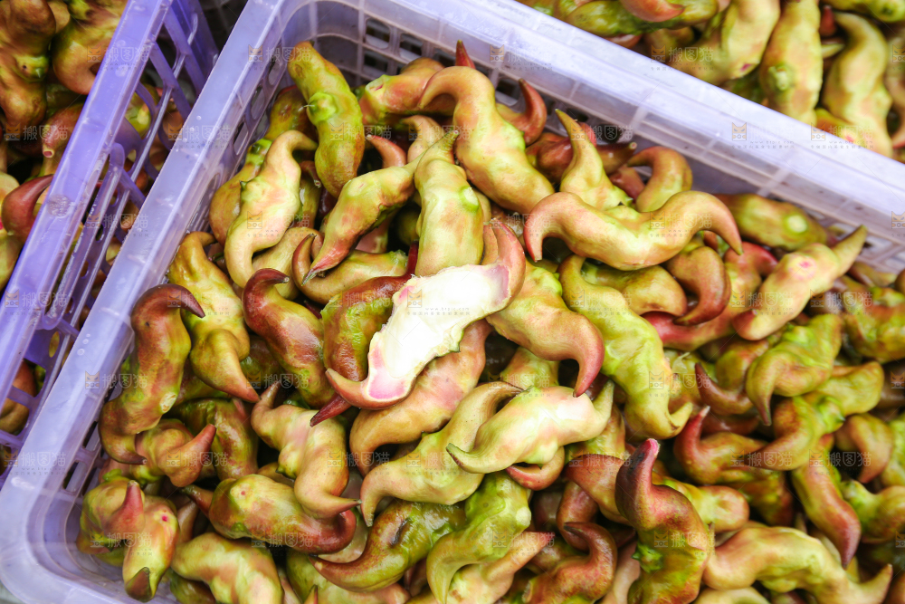 新鲜洪湖菱角采摘