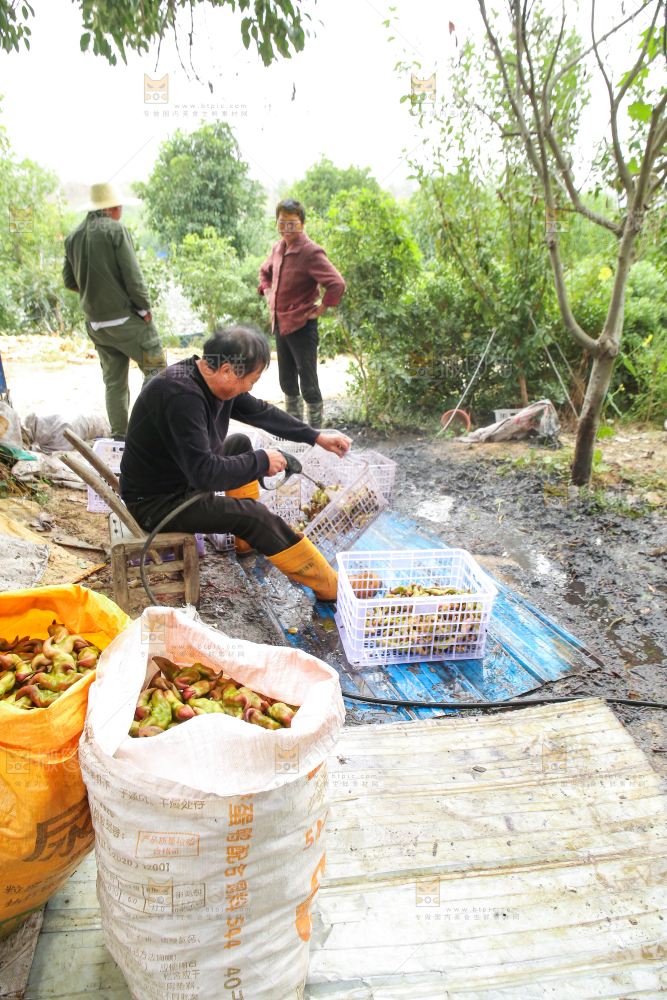 新鲜洪湖菱角采摘