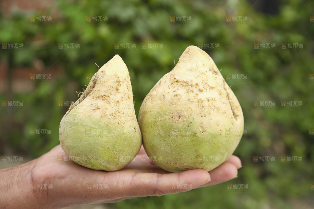 手里拿着大头芥菜