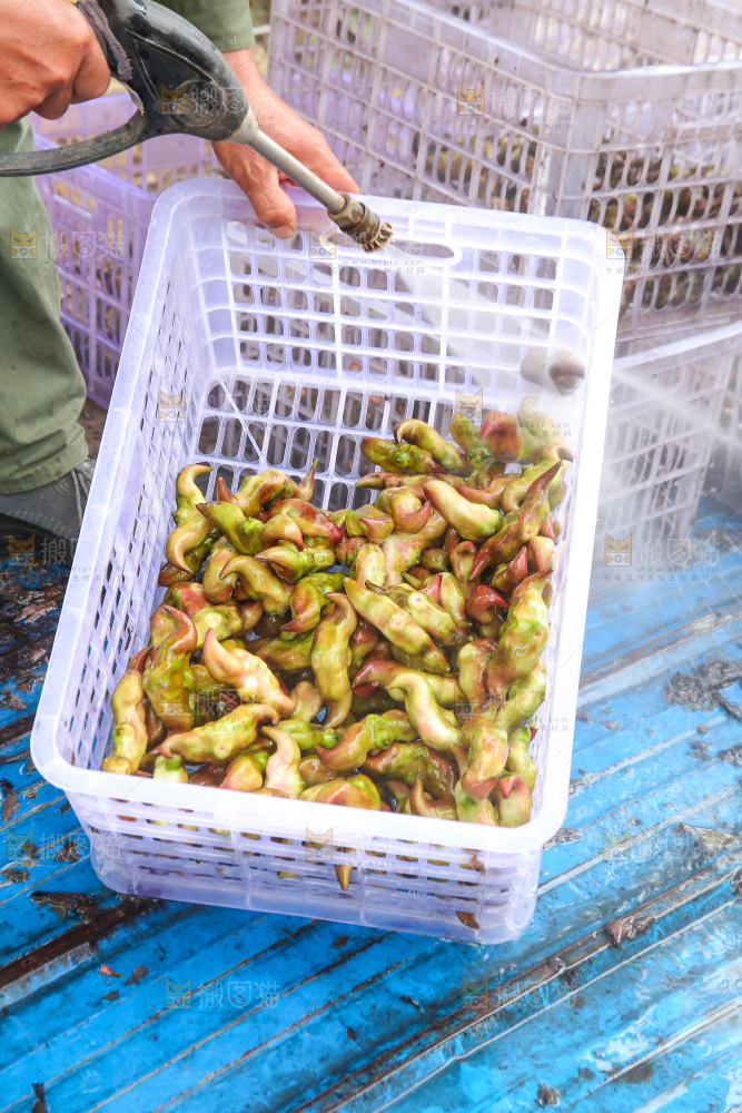 新鲜洪湖菱角采摘