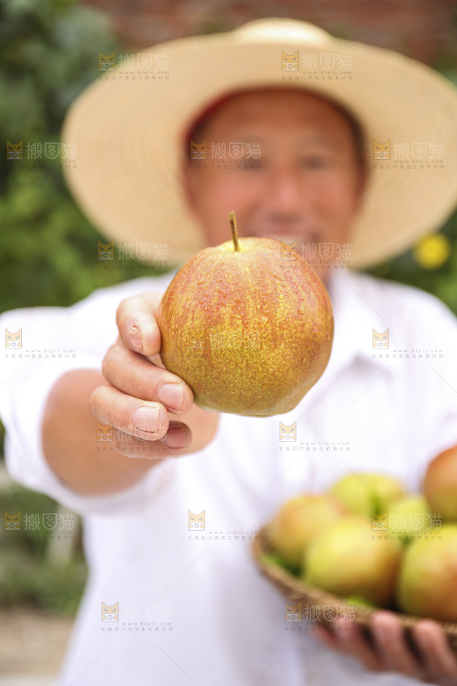 手里拿着玉露香梨