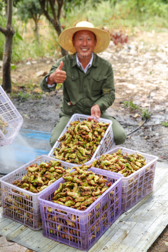 新鲜洪湖菱角采摘