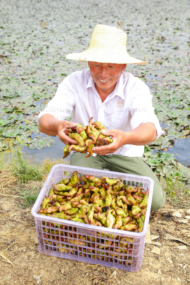 新鲜洪湖菱角采摘
