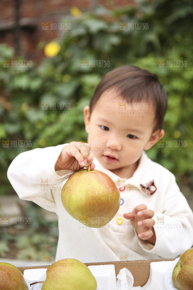 手里拿着玉露香梨