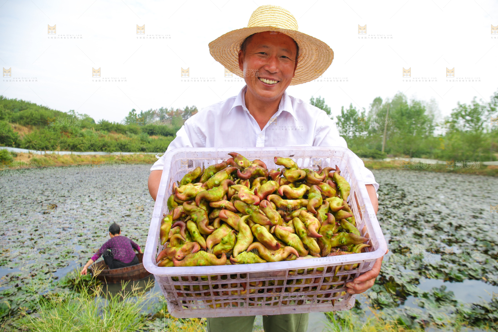 新鲜洪湖菱角采摘