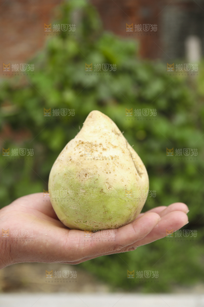 手里拿着大头芥菜