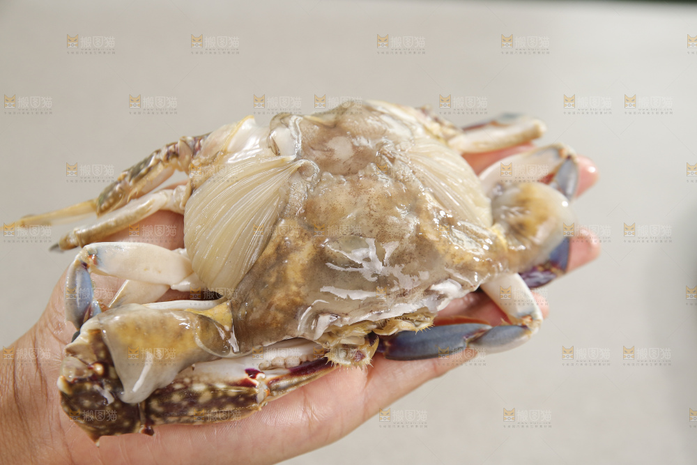 鲜活梭子蟹