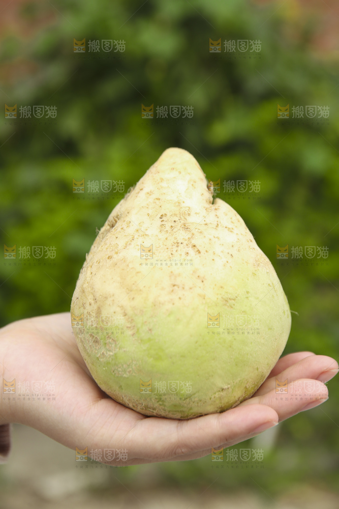 手里拿着大头芥菜