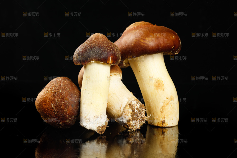 黑底上的新鲜松茸菇