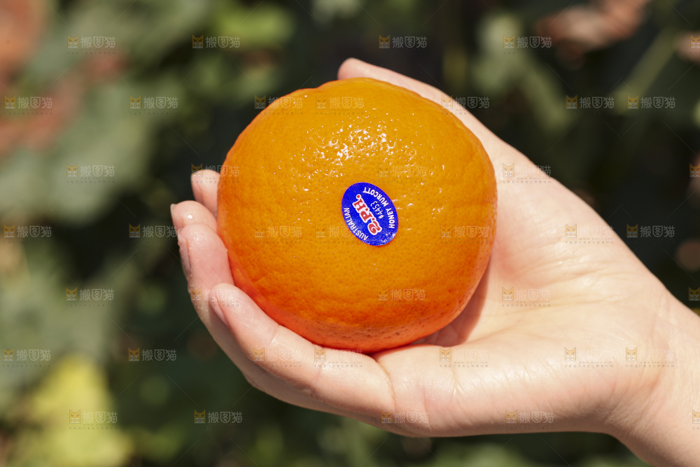 手里拿着进口澳柑